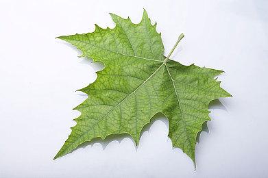 联盟国服翻译整大活，斯莫德大招真的喊妈了